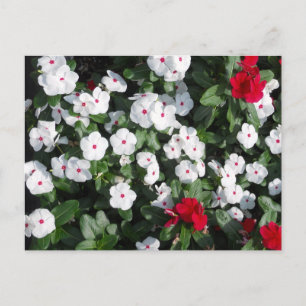 Lovely Red and White Vinca Plants Baltimore Harbor Postcard