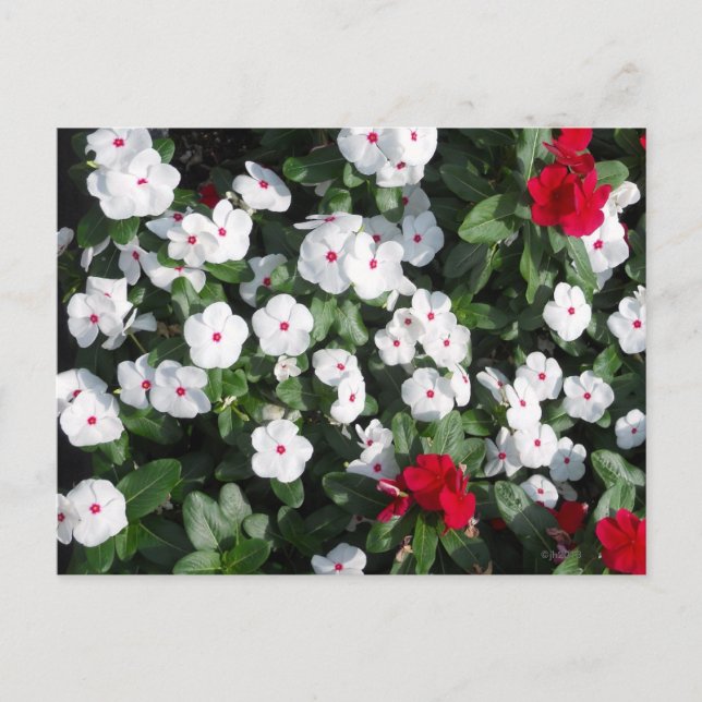 Lovely Red and White Vinca Plants Baltimore Harbor Postcard (Front)