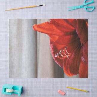 Lovely Red Lion Amaryllis Flower Photo Tissue Paper