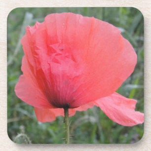 Lovely red poppy coaster