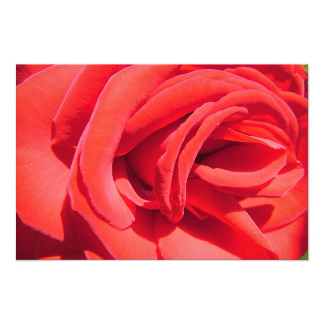 lovely red rose flower photo art work. love, wed (Front)