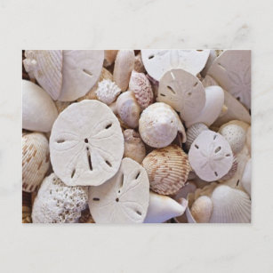 Lovely Sand Dollar Sea Shells Post Card