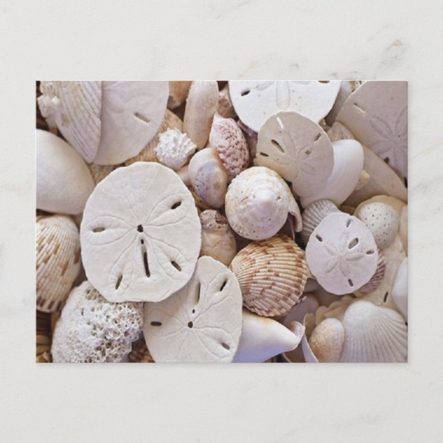 Lovely Sand Dollar Sea Shells Post Card (Front)