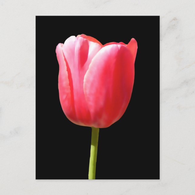 Lovely Single Tulip Bloom Postcard (Front)