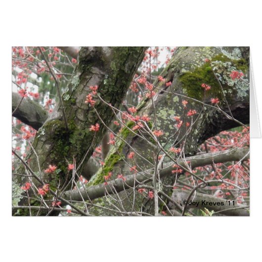 Lovely Spring Blank Card (Front Horizontal)