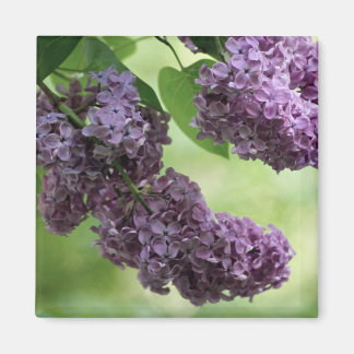 Lovely Spring Magnet