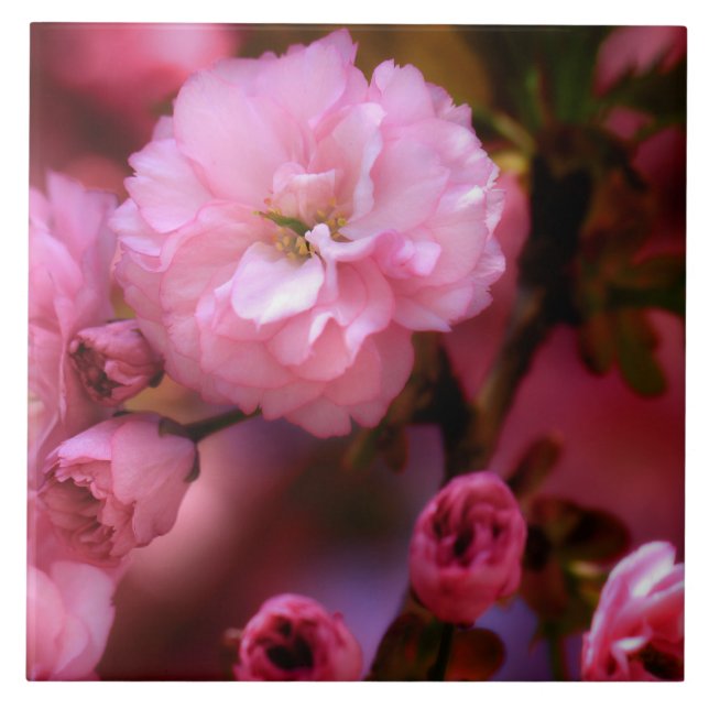 Lovely Spring Pink Cherry Blossoms Ceramic Tile (Front)
