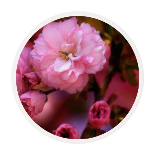 Lovely Spring Pink Cherry Blossoms Edible Frosting Rounds