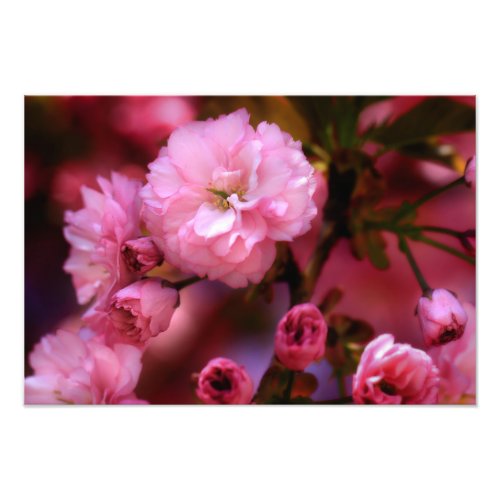 Lovely Spring Pink Cherry Blossoms Photo Print