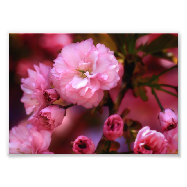 Lovely Spring Pink Cherry Blossoms Photo Print (Front)