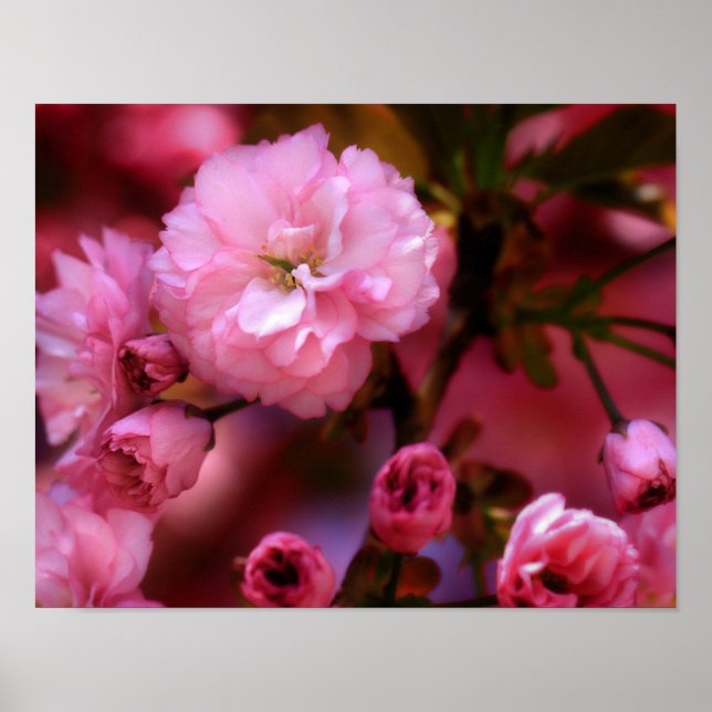 Lovely Spring Pink Cherry Blossoms Poster (Front)