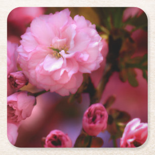 Lovely Spring Pink Cherry Blossoms Square Paper Coaster