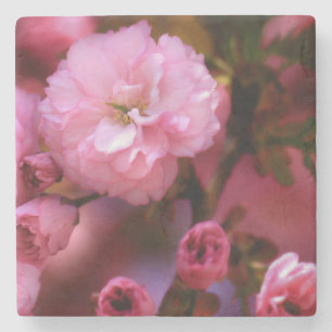 Lovely Spring Pink Cherry Blossoms Stone Coaster