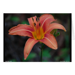 Lovely Tawny Daylily Apparel and Gifts Cards