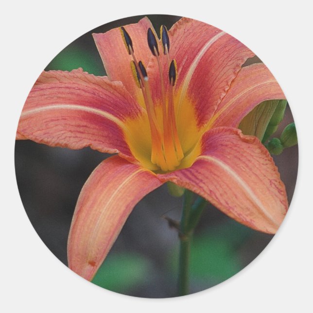 Lovely Tawny Daylily Apparel and Gifts Classic Round Sticker (Front)