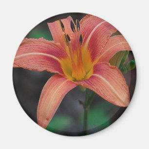 Lovely Tawny Daylily Apparel and Gifts Magnet