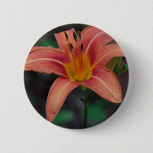 Lovely Tawny Daylily Apparel and Gifts Pinback Button