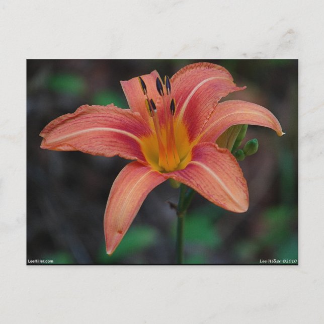 Lovely Tawny Daylily Apparel and Gifts Postcard (Front)