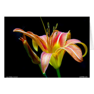 Lovely Tawny Daylily II Apparel and Gifts Cards