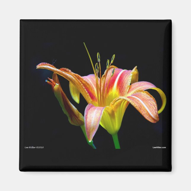 Lovely Tawny Daylily II Apparel and Gifts Magnet (Front)