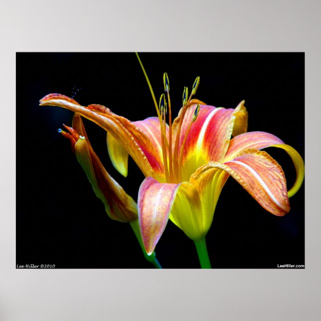 Lovely Tawny Daylily II Poster (Front)