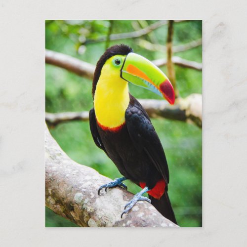 Lovely Toucan Postcard