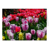 Lovely Tulips and Daffodils! (Front Horizontal)