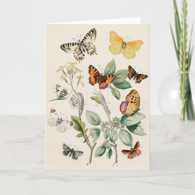 Lovely vintage illustration of butterflies card (Front)