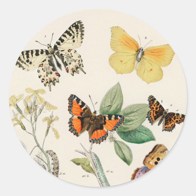 Lovely vintage illustration of butterflies classic round sticker (Front)