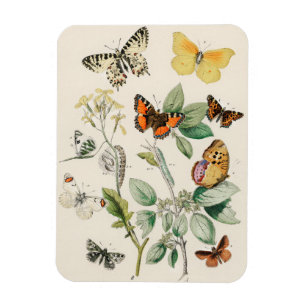 Lovely vintage illustration of butterflies magnet