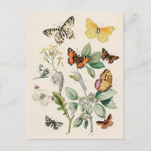 Lovely vintage illustration of butterflies postcard