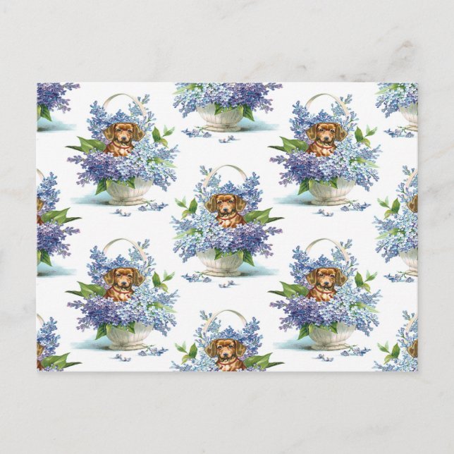 Lovely Vintage Of A Dachshund Dog Postcard (Front)