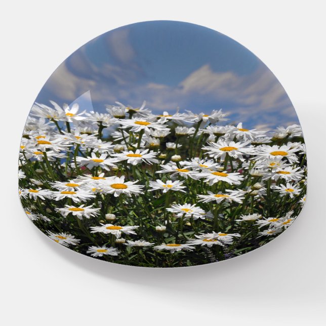Lovely white daisy garden paperweight (Angled)