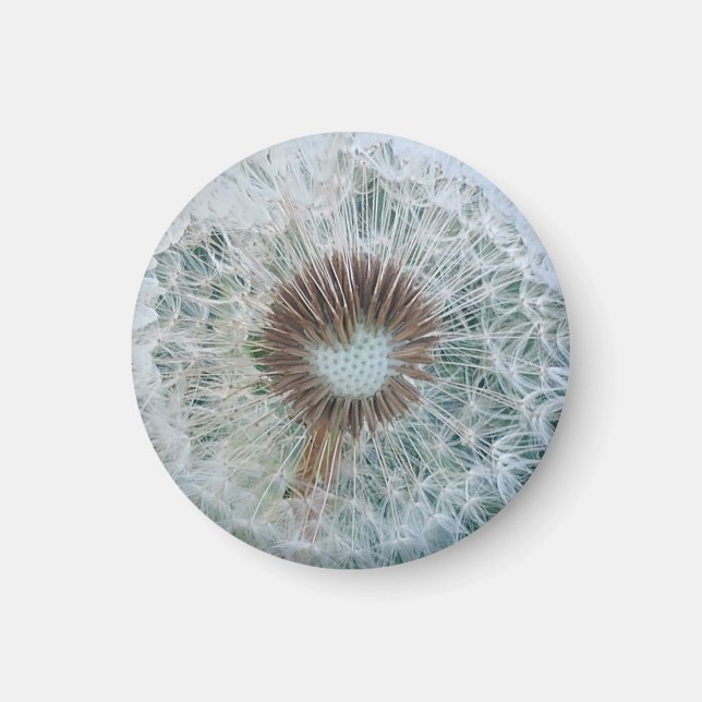 Lovely White Dandelion Magnet (Front)