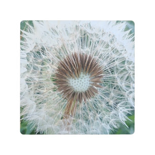 Lovely White Dandelion Metal Print