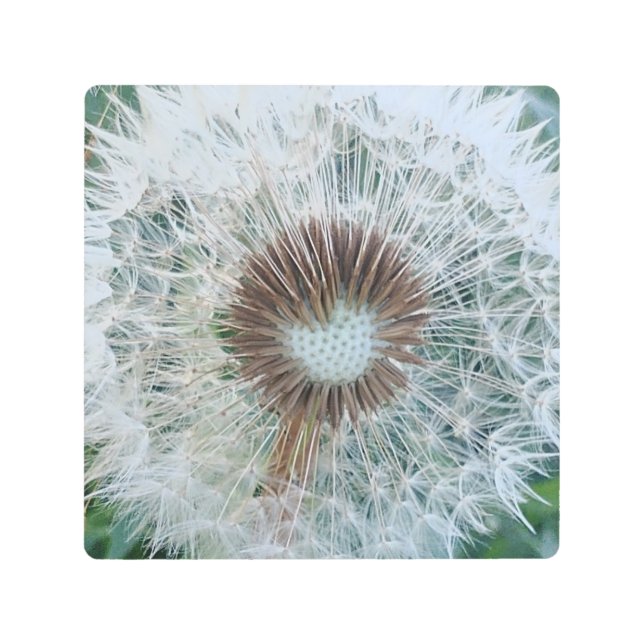 Lovely White Dandelion Metal Print (Front)
