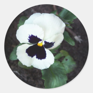 Lovely White Pansy Classic Round Sticker