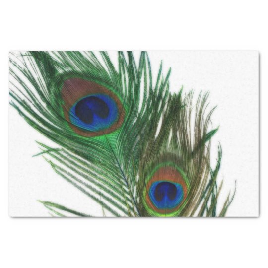 Peacock feather scrapbook paper picture