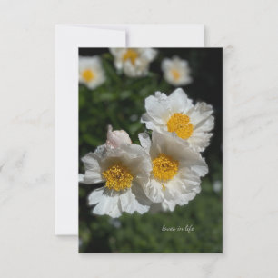 Lovely White Peonies Note Card