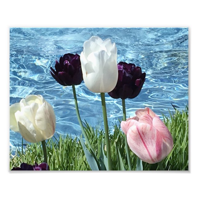 Lovely White, Pink and Purple Flowers Photo Print (Front)