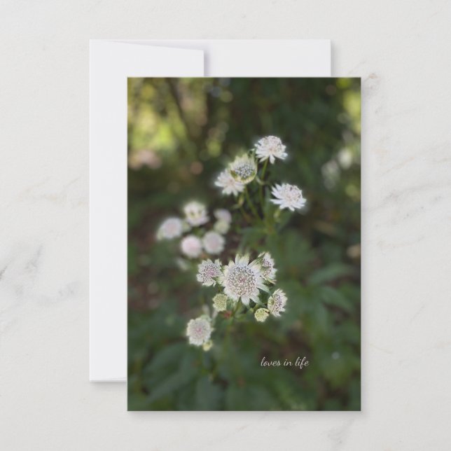 Lovely White Summer Flower Note Card (Front)