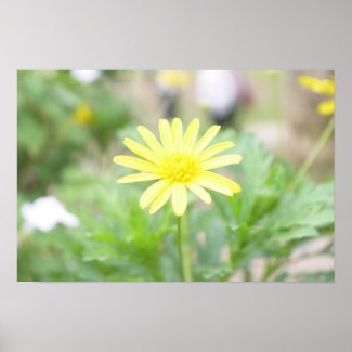 Lovely Wild Sunflower Poster