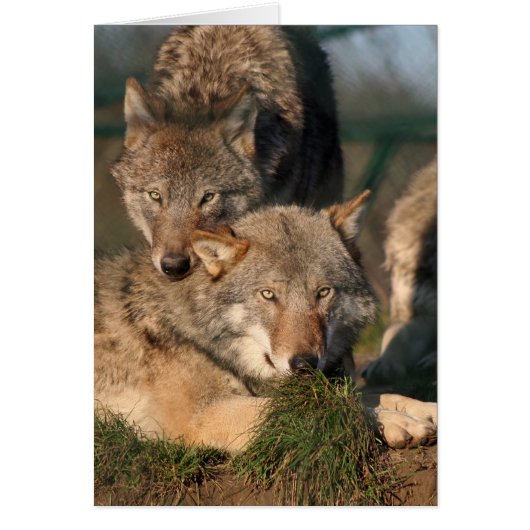 lovely wolfpair cards (Front)