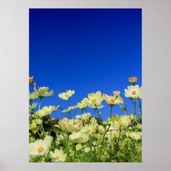 Lovely Yellow Cosmos Clear Blue Sky Flower Field Poster by BeverlyClaire at Zazzle