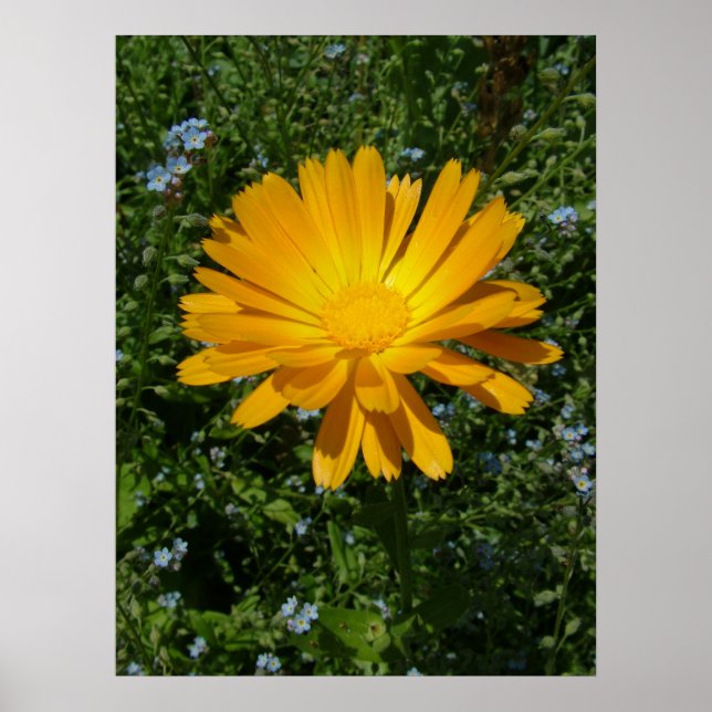 lovely yellow flower,daisy poster (Front)