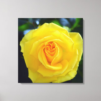 Lovely yellow rose flower photography. canvas print