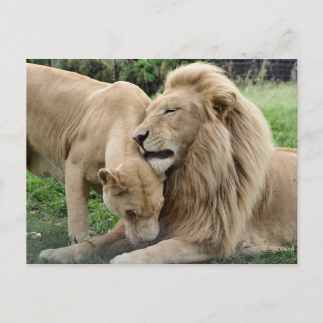 Lover Lions Postcard (Front)