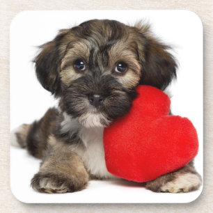 Lover Valentine Havanese Puppy Dog Coaster