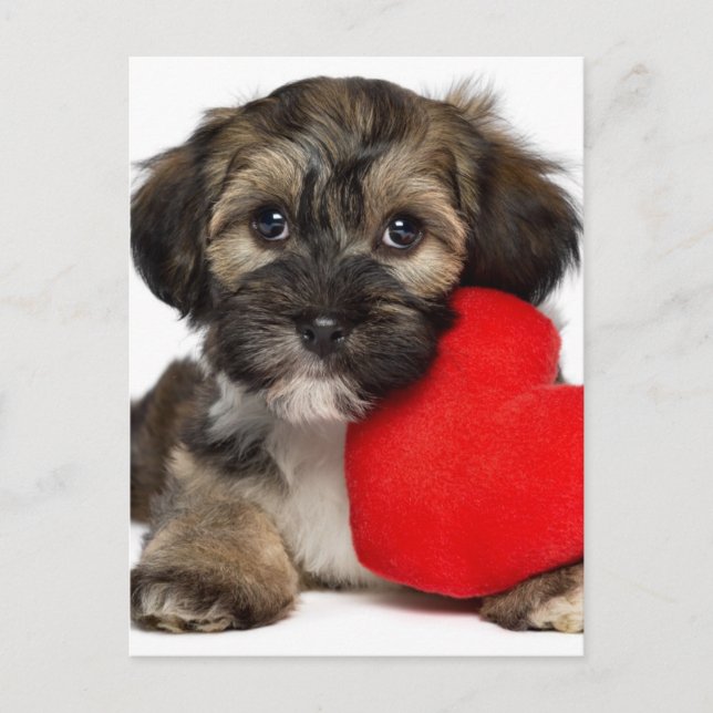 Lover Valentine Havanese Puppy Dog Holiday Postcard (Front)
