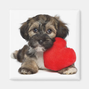 Lover Valentine Havanese Puppy Dog Magnet